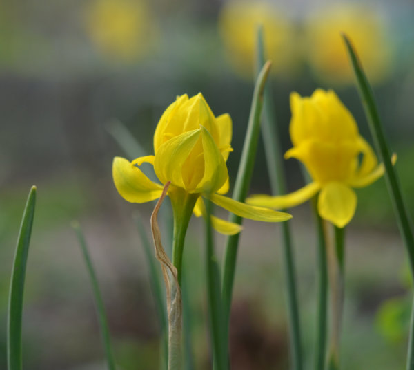 Mini Daffodil Bulbs - Double Campernelle